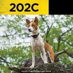 Dogtra 202C — изображение 2